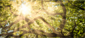 Bereavement and Loss Training - Erda